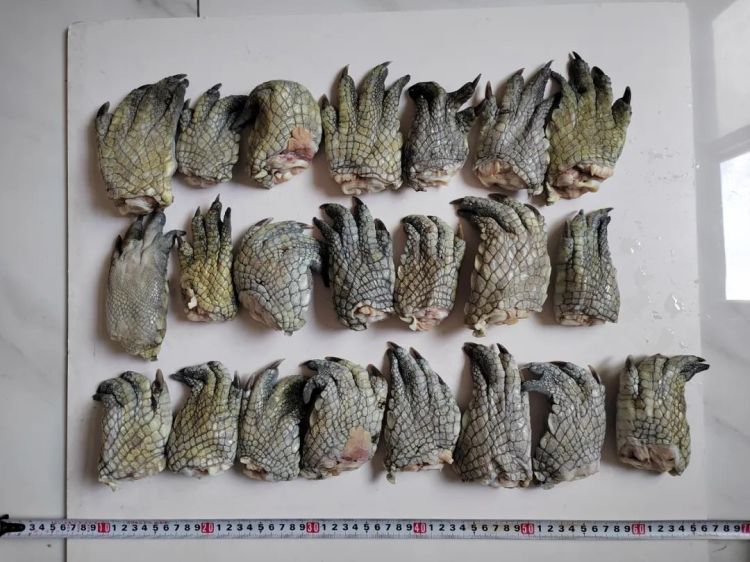 合计22件，净重3.36千克！汕头海关查获一批暹罗鳄爪
