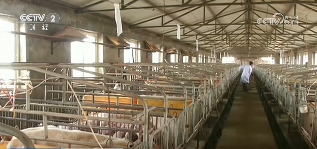 守好民众“菜篮子” 10月份生猪市场供应持续增加