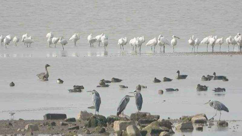江西：鄱阳湖区已有冬候鸟60种超15万只
