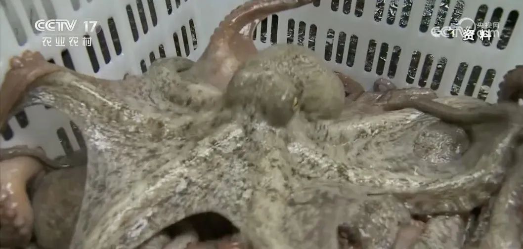 下架整改！很多人爱吃……