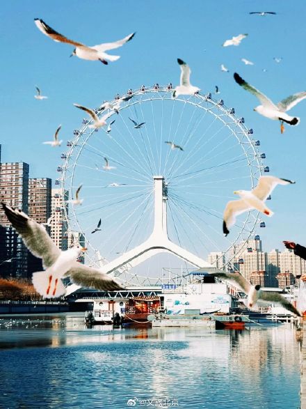 从北京出发的观鸥攻略，这个冬天一起看海鸥吧！