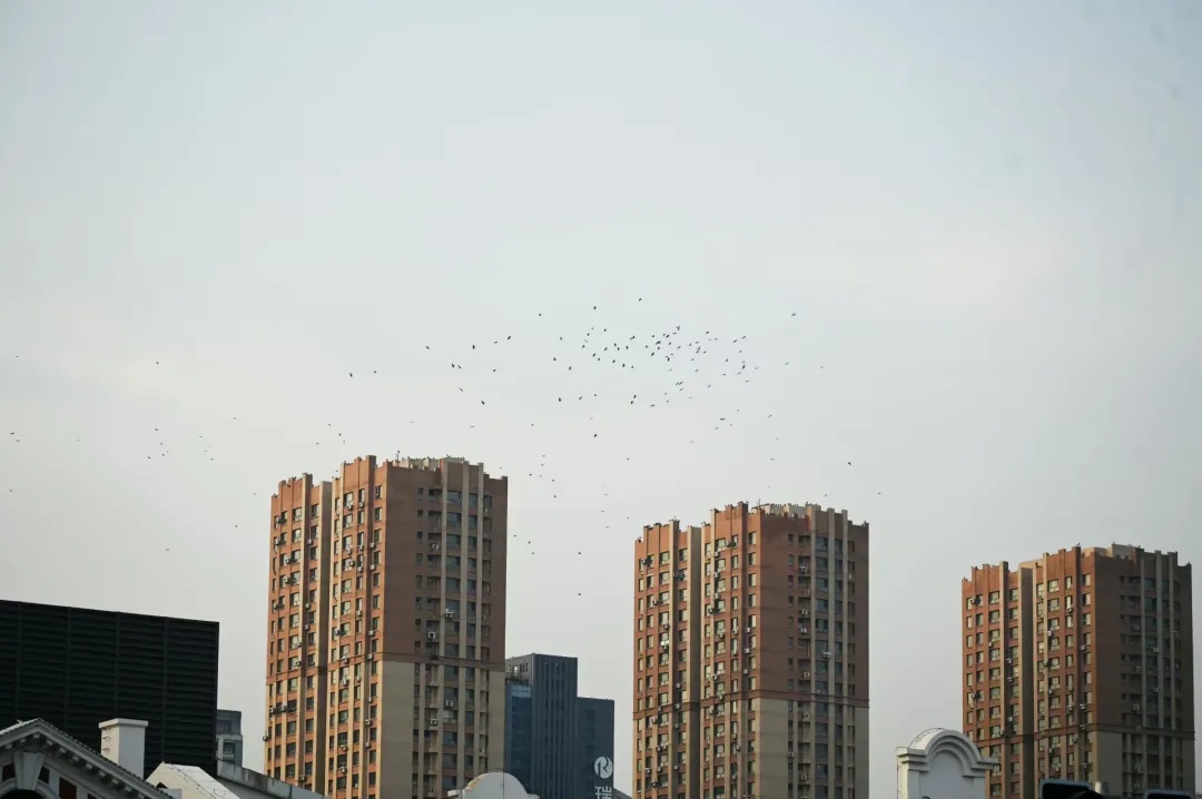 又来了！沈阳站太原街附近为啥乌鸦多？
