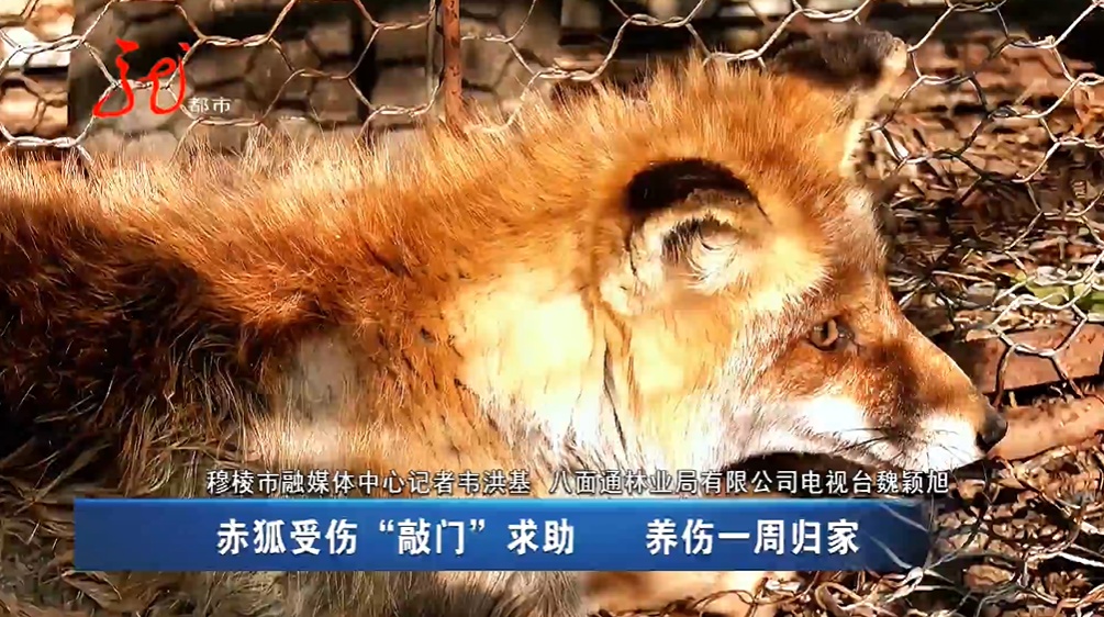 事发黑龙江!狐狸一大早“敲门”求助...... 事发黑龙江!狐狸一大早“敲门”求助......