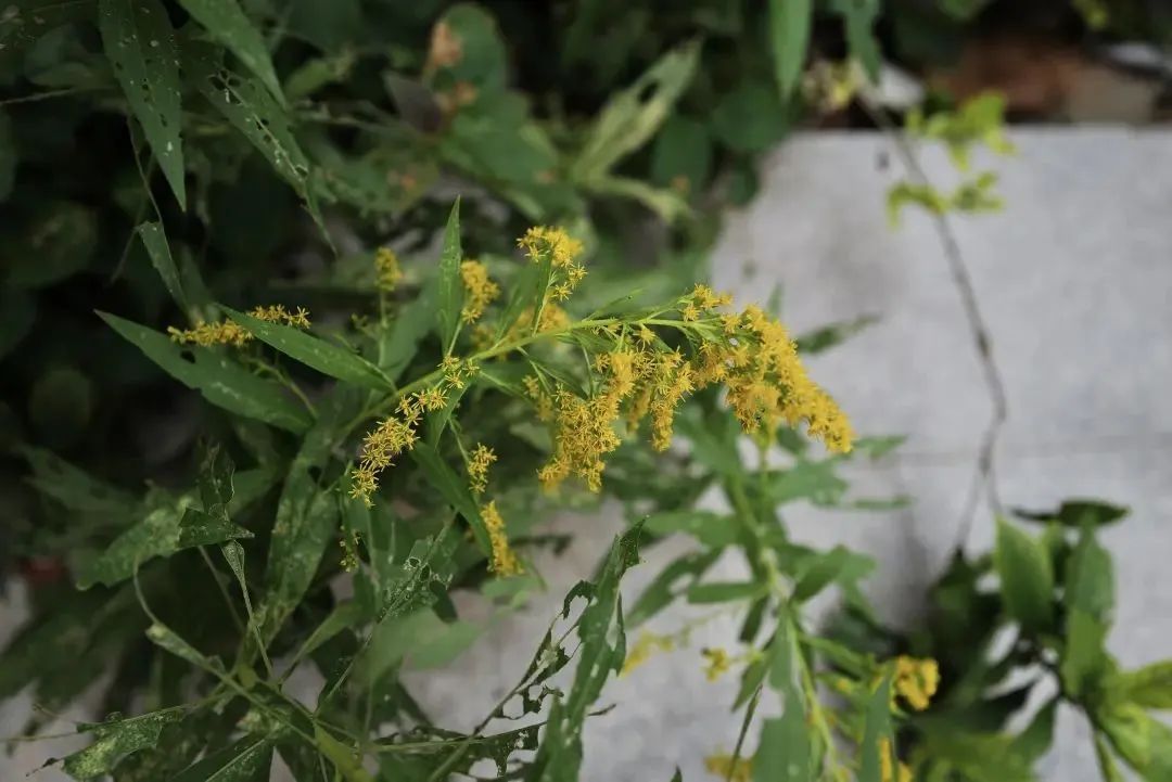 紧急提醒:上海及多地近期出现这种“植物杀手”!看到立即上报,千万别碰! 紧急提醒:上海及多地近期出现这种“植物杀手”!看到立即上报,千万别碰!