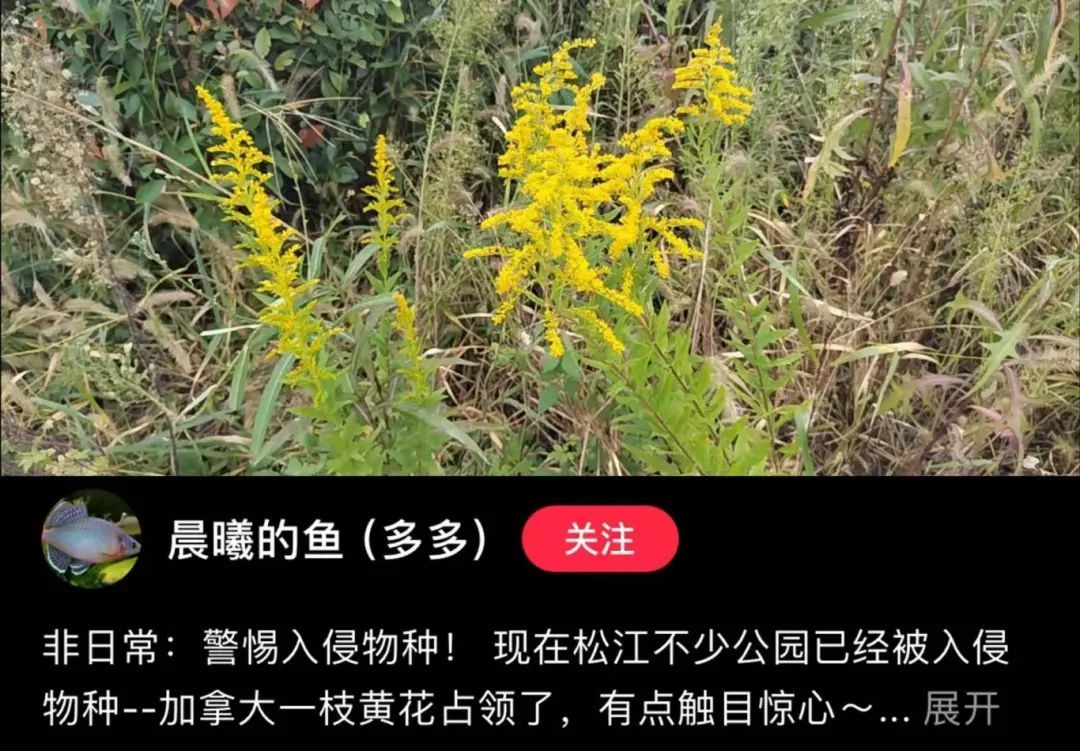 紧急提醒:上海及多地近期出现这种“植物杀手”!看到立即上报,千万别碰! 紧急提醒:上海及多地近期出现这种“植物杀手”!看到立即上报,千万别碰!
