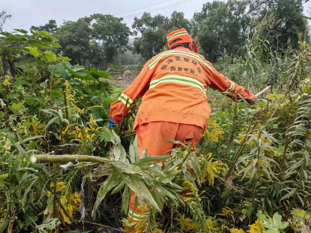 紧急提醒:上海及多地近期出现这种“植物杀手”!看到立即上报,千万别碰! 紧急提醒:上海及多地近期出现这种“植物杀手”!看到立即上报,千万别碰!