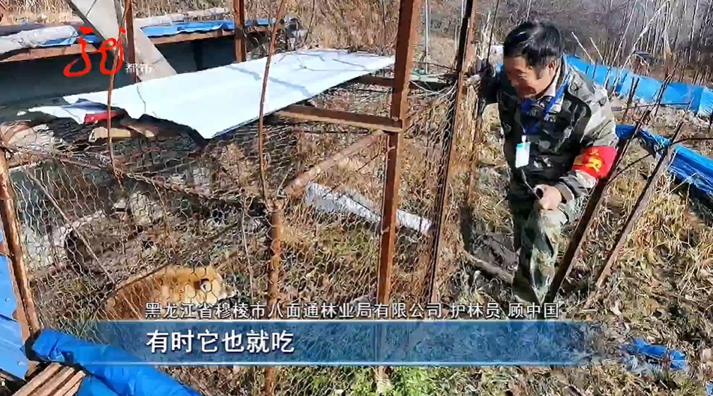 事发黑龙江!狐狸一大早“敲门”求助...... 事发黑龙江!狐狸一大早“敲门”求助......