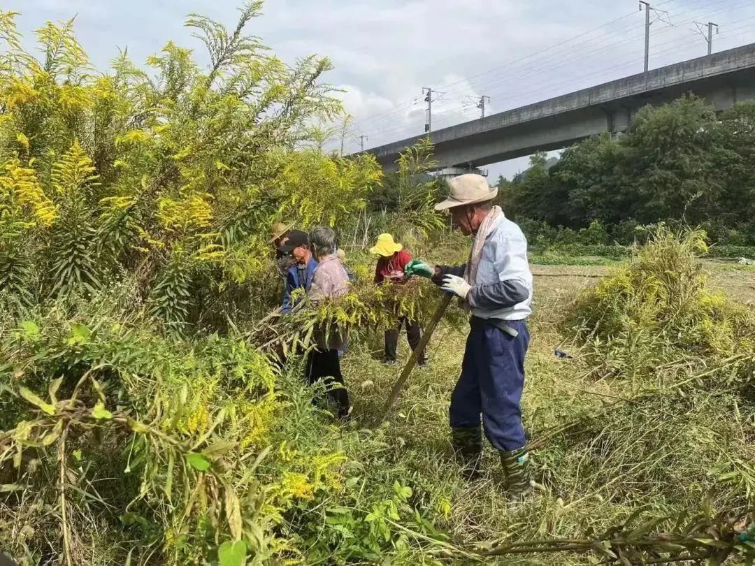 紧急提醒:上海及多地近期出现这种“植物杀手”!看到立即上报,千万别碰! 紧急提醒:上海及多地近期出现这种“植物杀手”!看到立即上报,千万别碰!