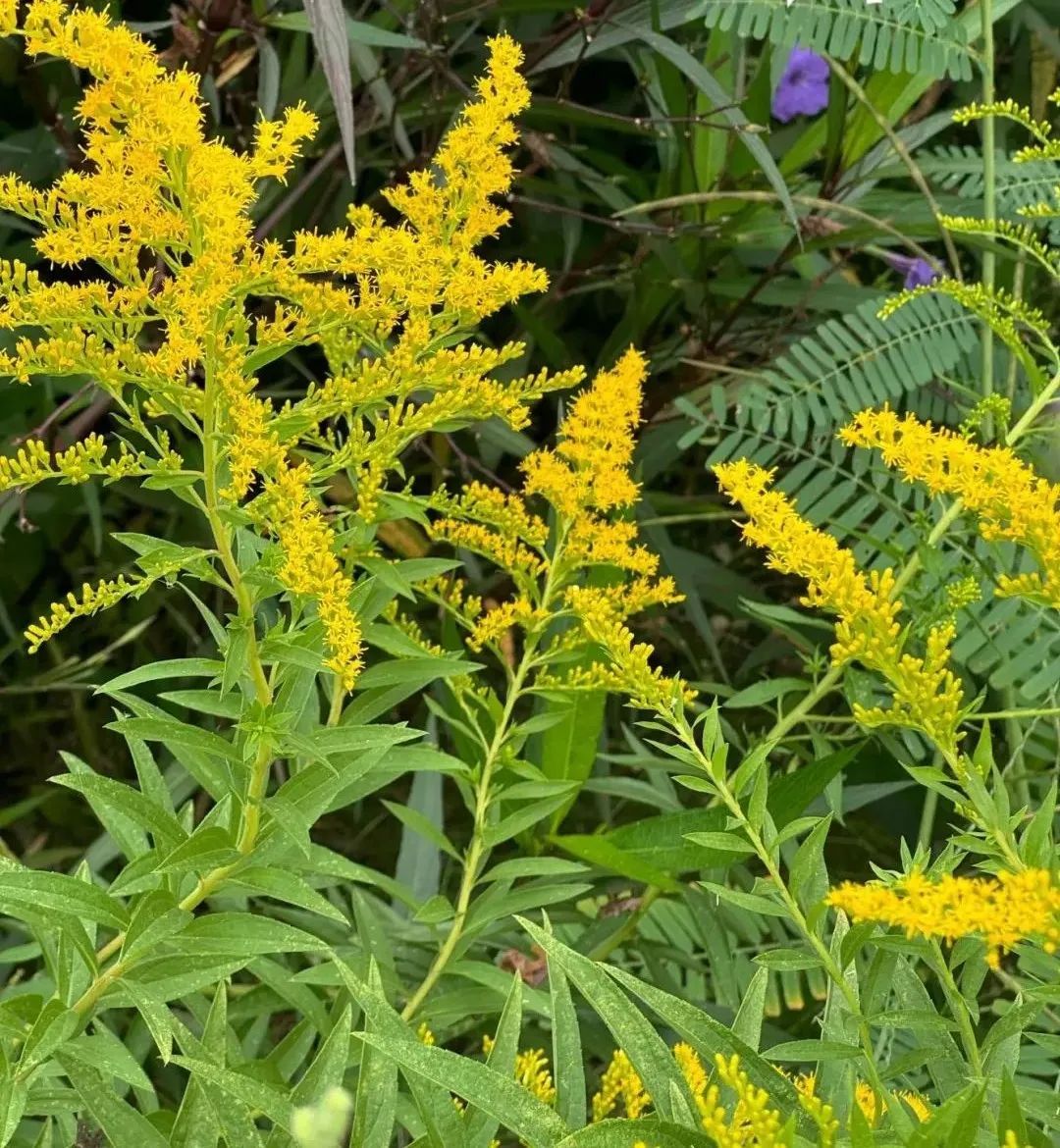 紧急提醒:上海及多地近期出现这种“植物杀手”!看到立即上报,千万别碰! 紧急提醒:上海及多地近期出现这种“植物杀手”!看到立即上报,千万别碰!
