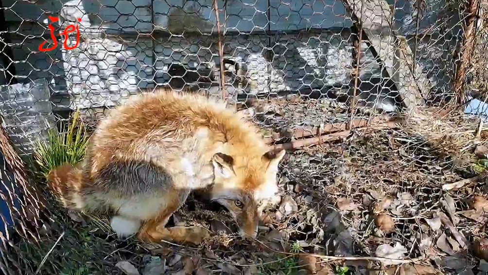 事发黑龙江!狐狸一大早“敲门”求助...... 事发黑龙江!狐狸一大早“敲门”求助......