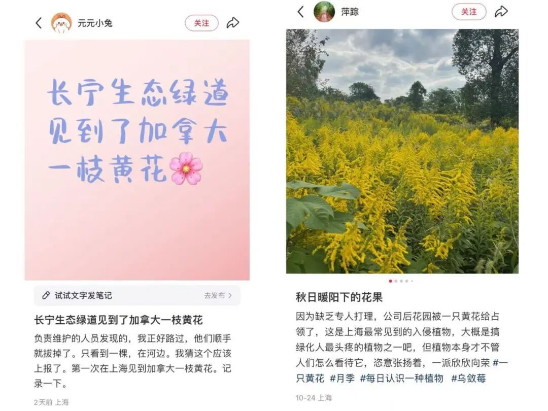 紧急提醒:上海及多地近期出现这种“植物杀手”!看到立即上报,千万别碰! 紧急提醒:上海及多地近期出现这种“植物杀手”!看到立即上报,千万别碰!