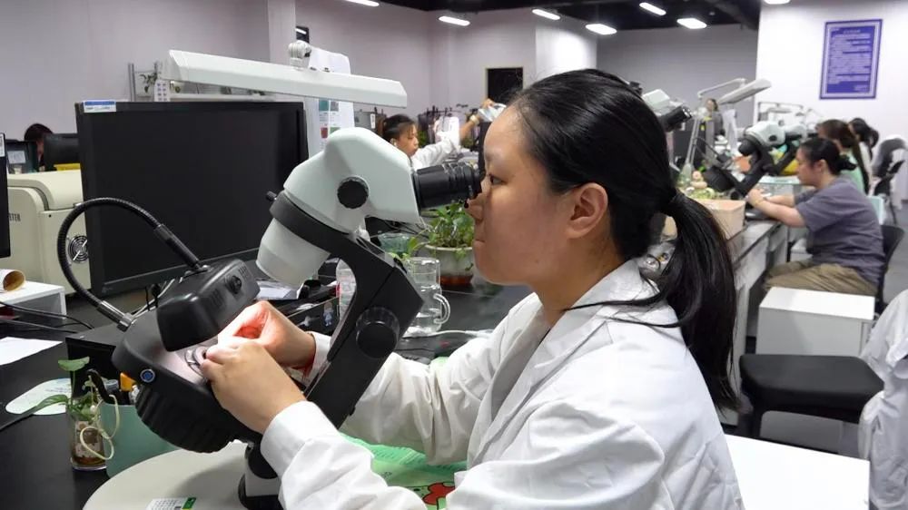 小小珍珠，富了一座小镇！