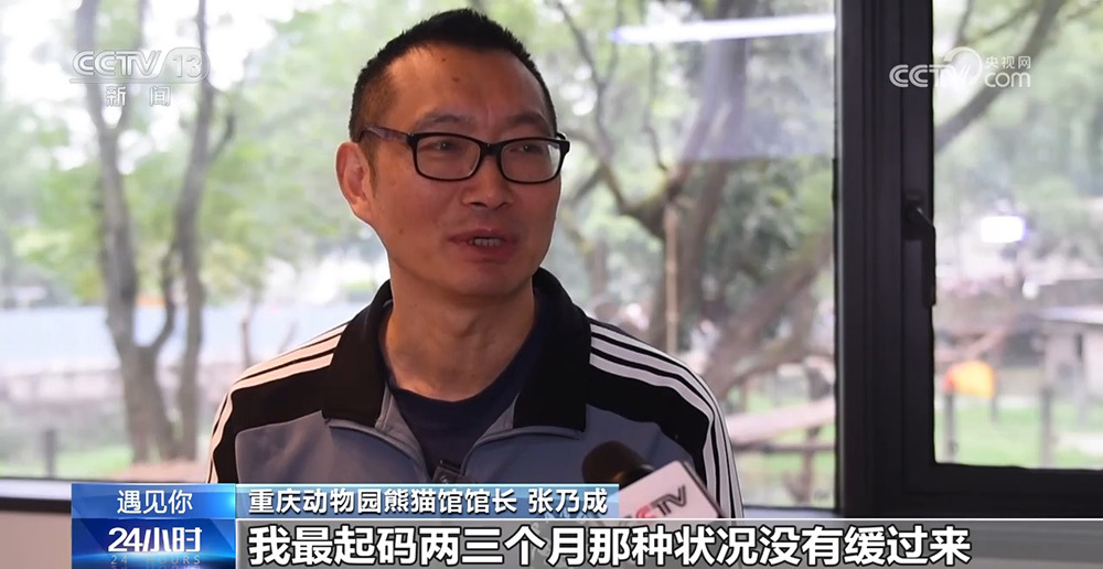 与熊猫为伴的人 张乃成：熊猫馆长的熊猫缘