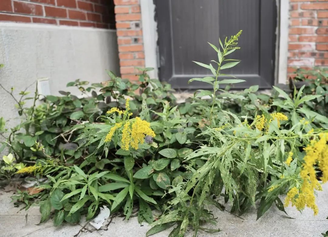 紧急提醒:上海及多地近期出现这种“植物杀手”!看到立即上报,千万别碰! 紧急提醒:上海及多地近期出现这种“植物杀手”!看到立即上报,千万别碰!