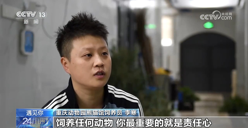 与熊猫为伴的人 张乃成：熊猫馆长的熊猫缘