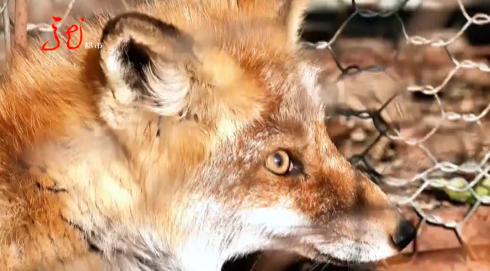事发黑龙江!狐狸一大早“敲门”求助...... 事发黑龙江!狐狸一大早“敲门”求助......