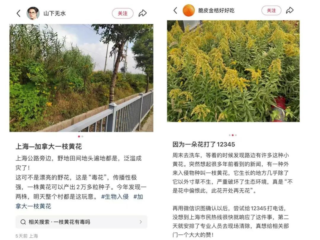 紧急提醒:上海及多地近期出现这种“植物杀手”!看到立即上报,千万别碰! 紧急提醒:上海及多地近期出现这种“植物杀手”!看到立即上报,千万别碰!