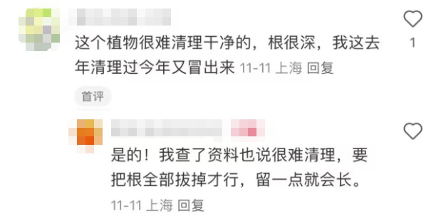 紧急提醒:上海及多地近期出现这种“植物杀手”!看到立即上报,千万别碰! 紧急提醒:上海及多地近期出现这种“植物杀手”!看到立即上报,千万别碰!