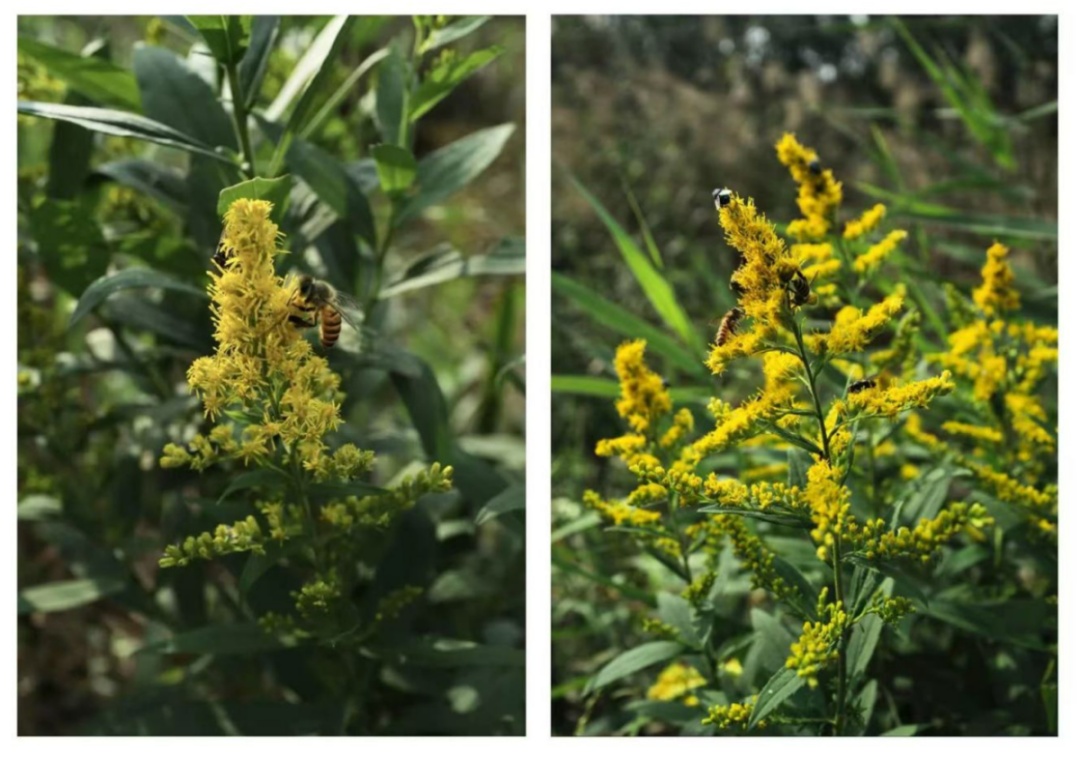 紧急提醒:上海及多地近期出现这种“植物杀手”!看到立即上报,千万别碰! 紧急提醒:上海及多地近期出现这种“植物杀手”!看到立即上报,千万别碰!