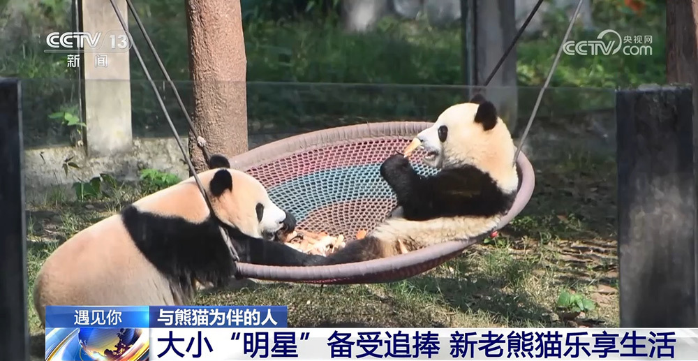 与熊猫为伴的人 张乃成：熊猫馆长的熊猫缘