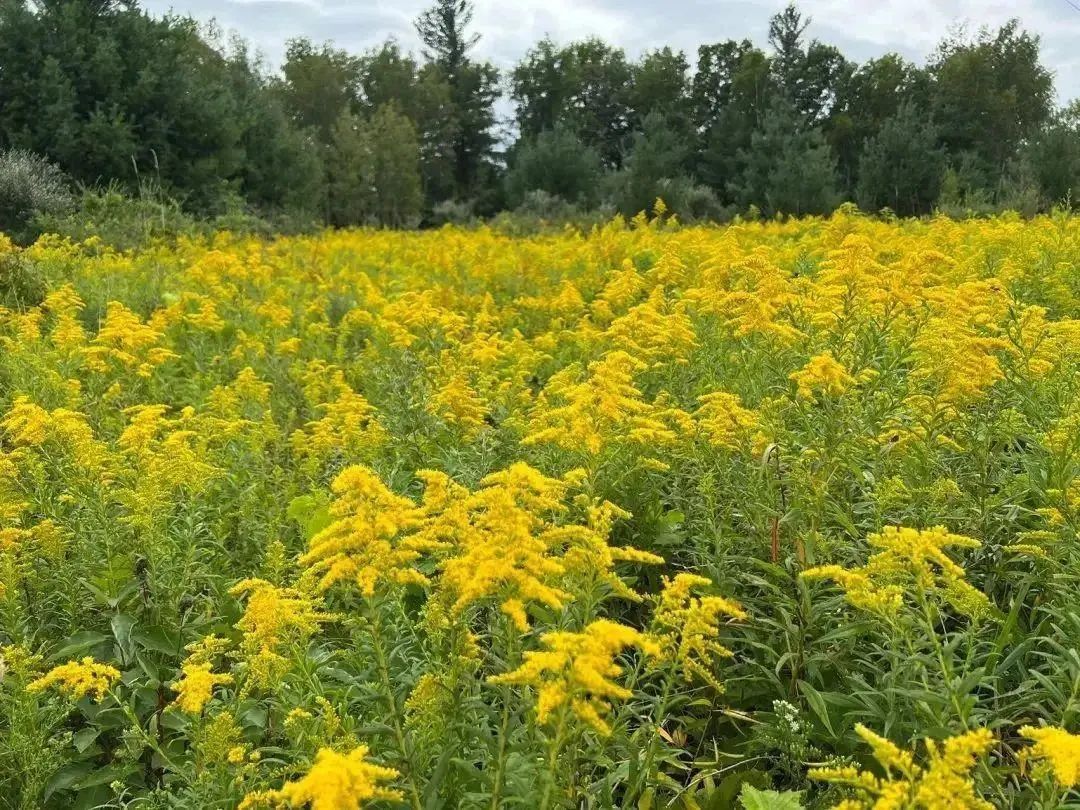 紧急提醒:上海及多地近期出现这种“植物杀手”!看到立即上报,千万别碰! 紧急提醒:上海及多地近期出现这种“植物杀手”!看到立即上报,千万别碰!