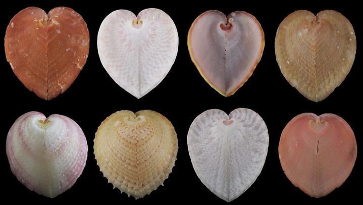 鸡心蛤演化出类光纤束“壳窗”结构