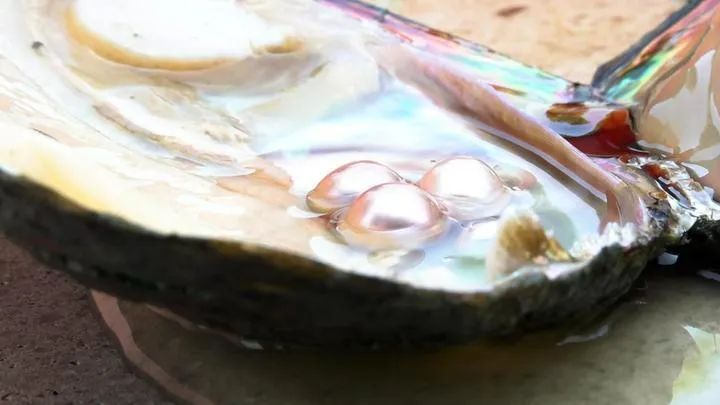 小小珍珠，富了一座小镇！