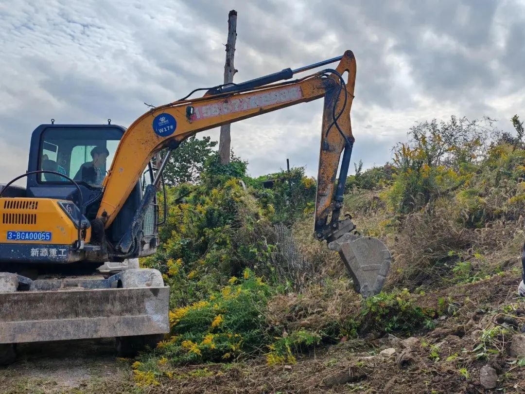 紧急提醒:上海及多地近期出现这种“植物杀手”!看到立即上报,千万别碰! 紧急提醒:上海及多地近期出现这种“植物杀手”!看到立即上报,千万别碰!