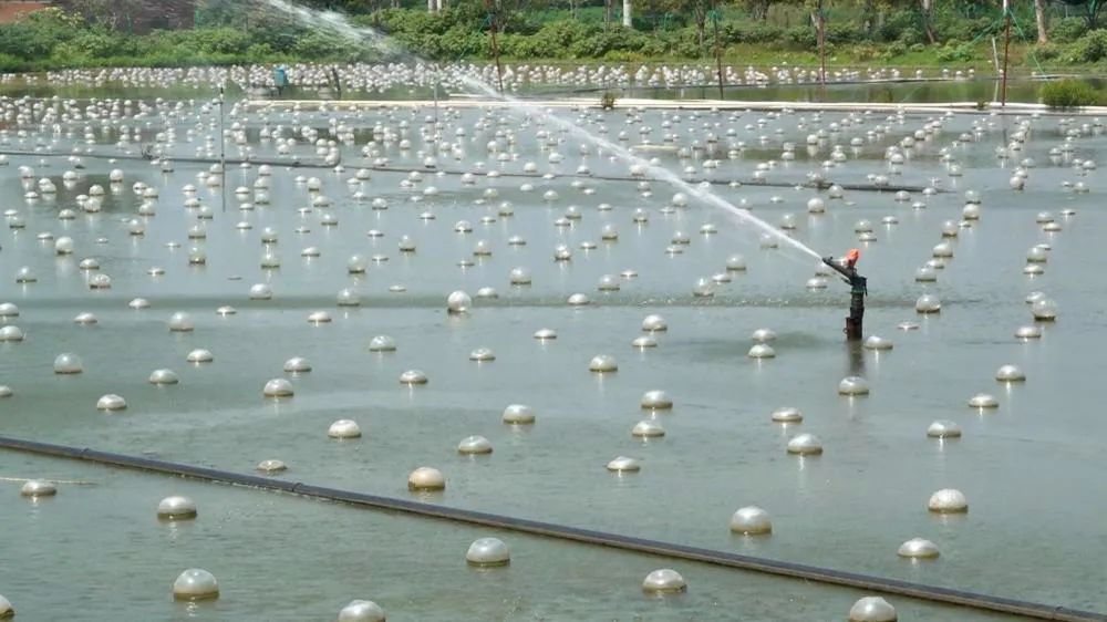 小小珍珠，富了一座小镇！