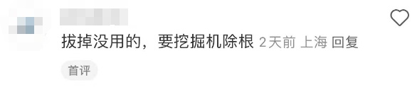 紧急提醒:上海及多地近期出现这种“植物杀手”!看到立即上报,千万别碰! 紧急提醒:上海及多地近期出现这种“植物杀手”!看到立即上报,千万别碰!