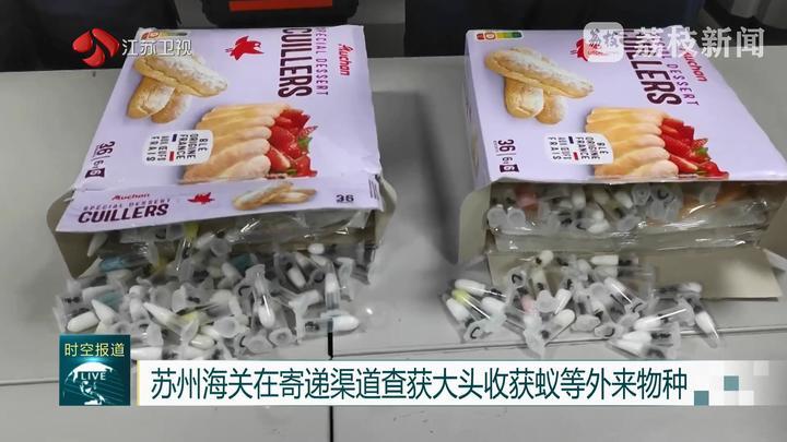 苏州海关在寄递渠道查获大头收获蚁等外来物种 苏州海关在寄递渠道查获大头收获蚁等外来物种