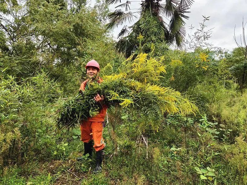 紧急提醒:上海及多地近期出现这种“植物杀手”!看到立即上报,千万别碰! 紧急提醒:上海及多地近期出现这种“植物杀手”!看到立即上报,千万别碰!