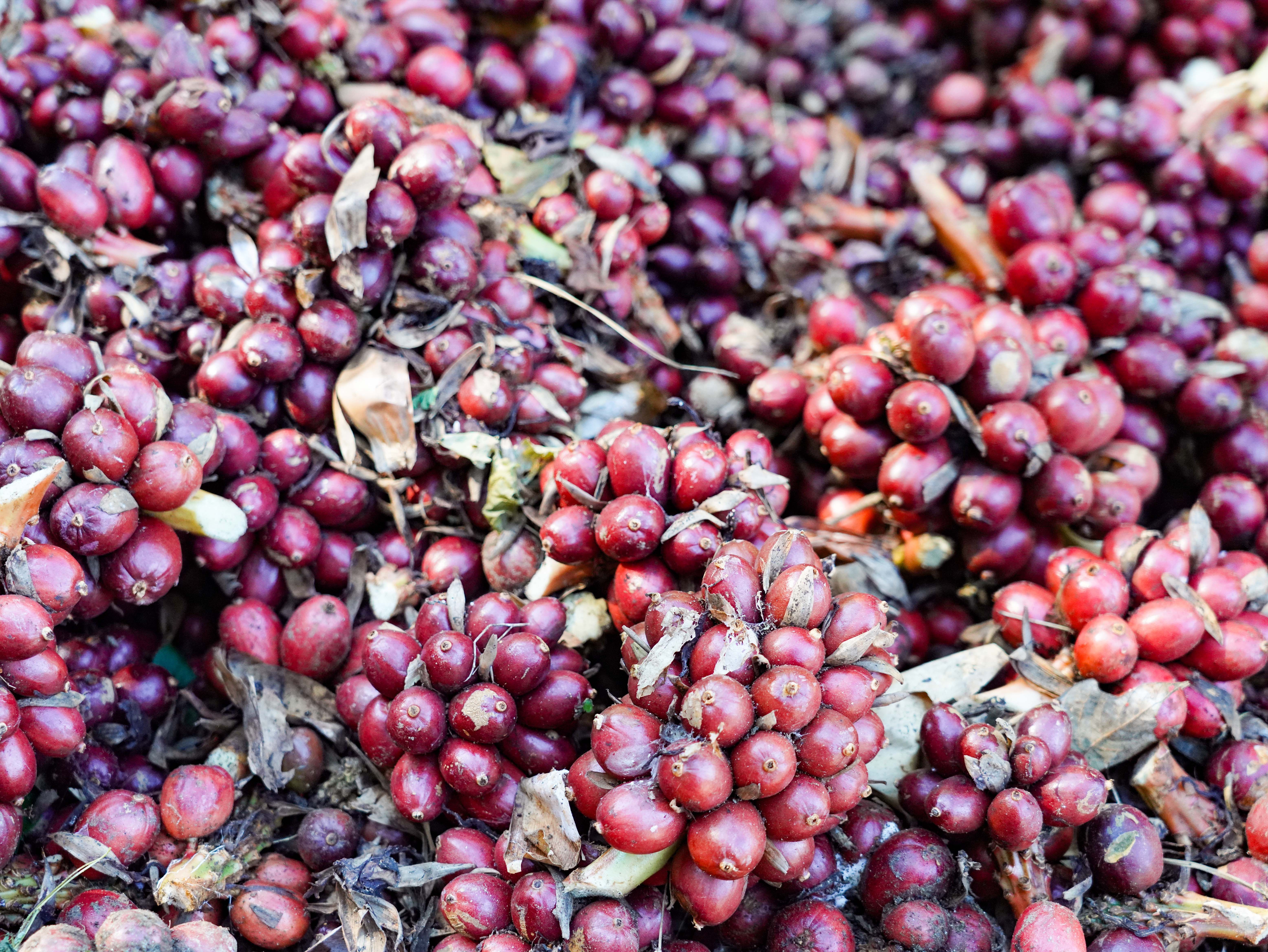 50斤3公里仅4分钟,怒江采收草果用上无人机 50斤3公里仅4分钟,怒江采收草果用上无人机