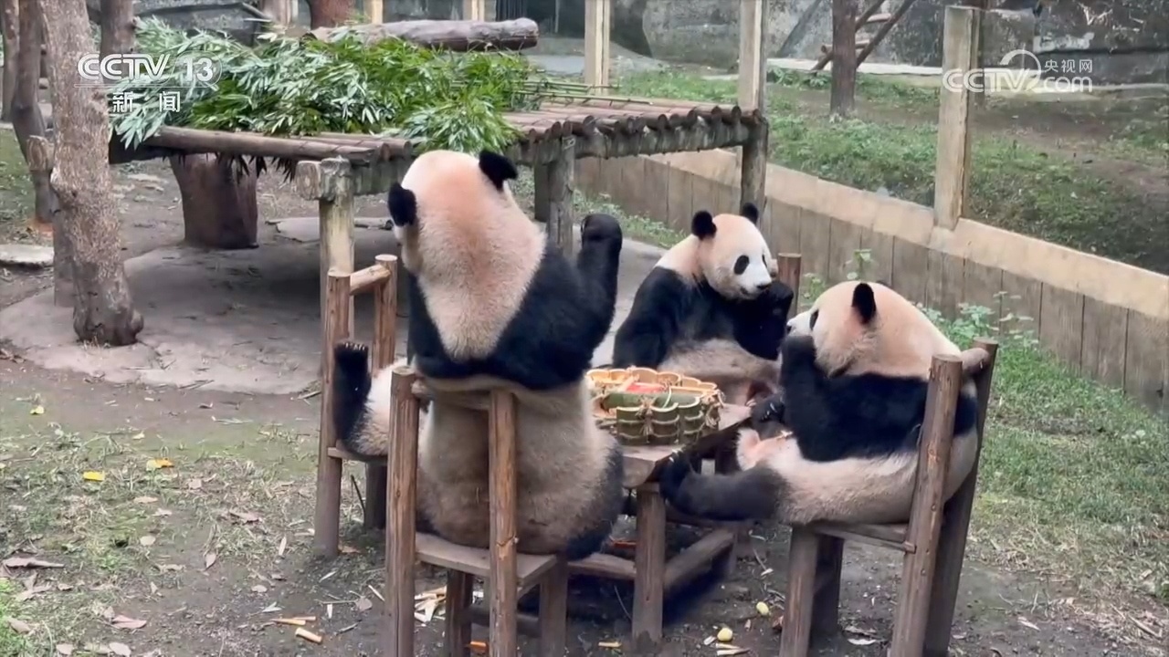 与熊猫为伴的人 张乃成：熊猫馆长的熊猫缘