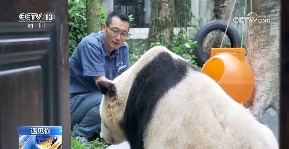 与熊猫为伴的人 张乃成：熊猫馆长的熊猫缘