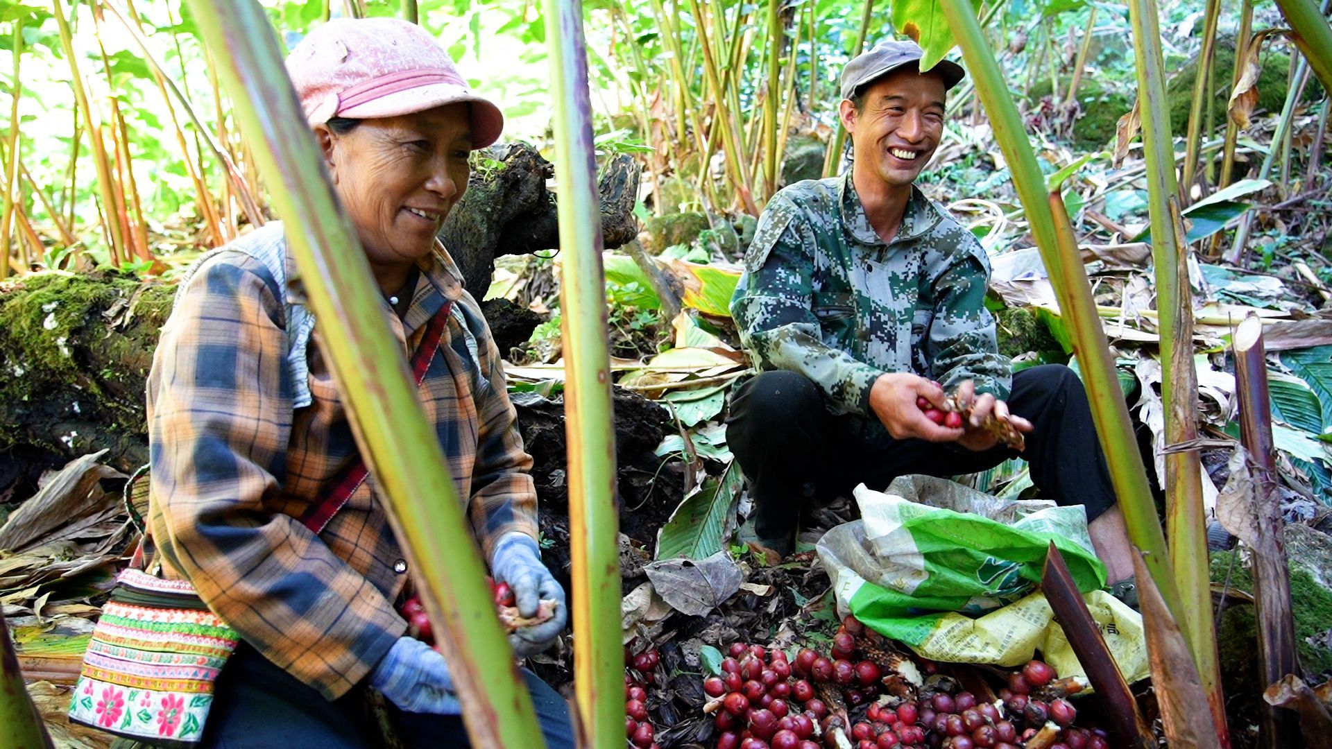 50斤3公里仅4分钟,怒江采收草果用上无人机 50斤3公里仅4分钟,怒江采收草果用上无人机