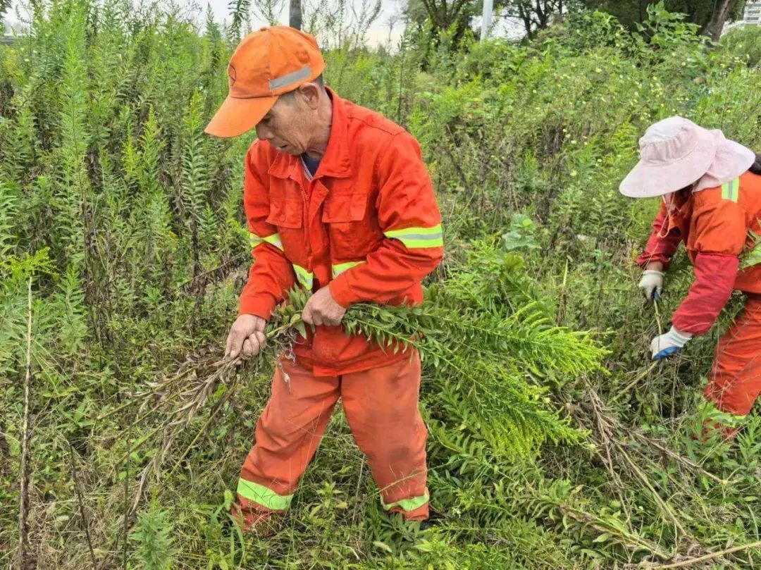 紧急提醒:上海及多地近期出现这种“植物杀手”!看到立即上报,千万别碰! 紧急提醒:上海及多地近期出现这种“植物杀手”!看到立即上报,千万别碰!