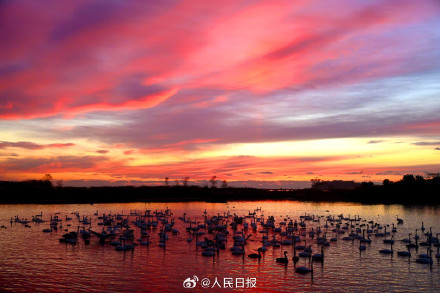 晨曦下的天鹅湖氛围感拉满