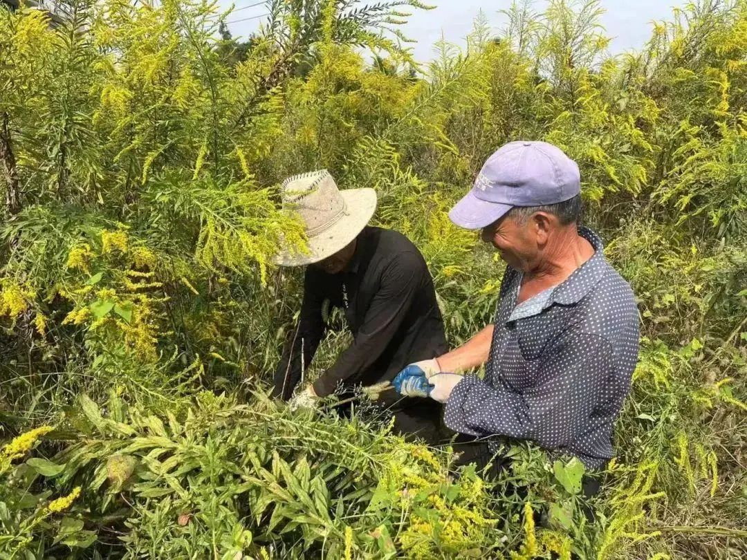 紧急提醒:上海及多地近期出现这种“植物杀手”!看到立即上报,千万别碰! 紧急提醒:上海及多地近期出现这种“植物杀手”!看到立即上报,千万别碰!