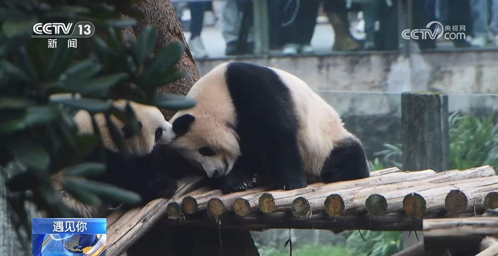 与熊猫为伴的人 张乃成：熊猫馆长的熊猫缘