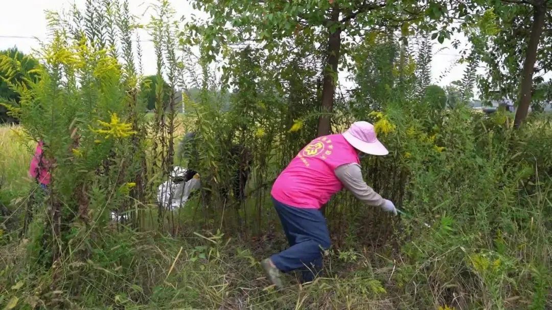 紧急提醒:上海及多地近期出现这种“植物杀手”!看到立即上报,千万别碰! 紧急提醒:上海及多地近期出现这种“植物杀手”!看到立即上报,千万别碰!