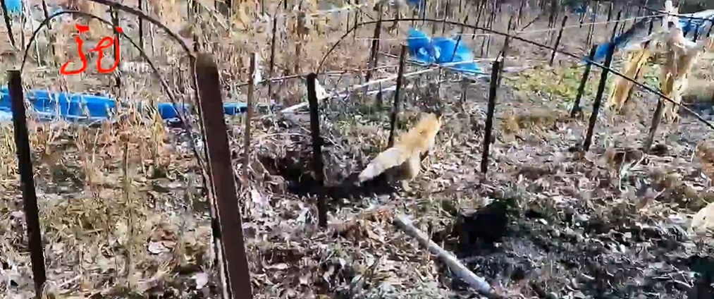 事发黑龙江!狐狸一大早“敲门”求助...... 事发黑龙江!狐狸一大早“敲门”求助......