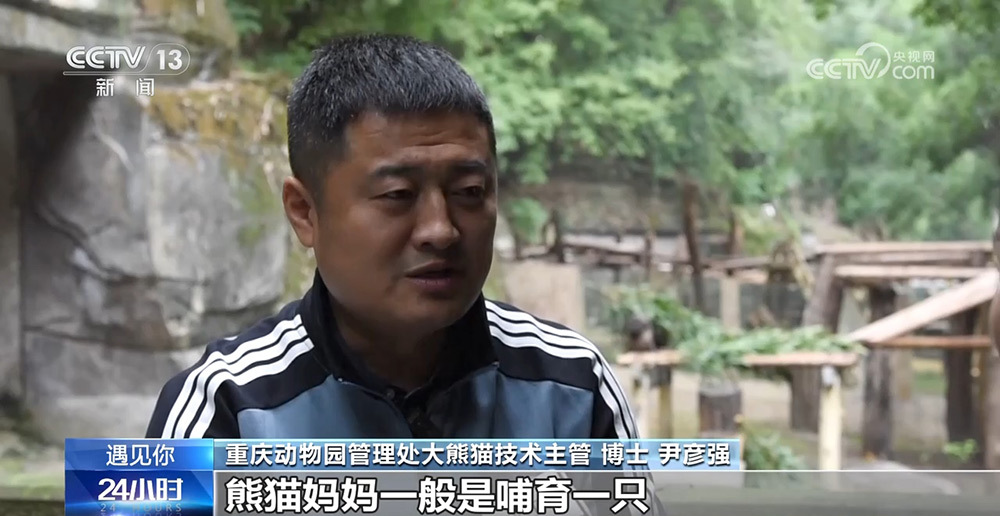 与熊猫为伴的人 张乃成：熊猫馆长的熊猫缘