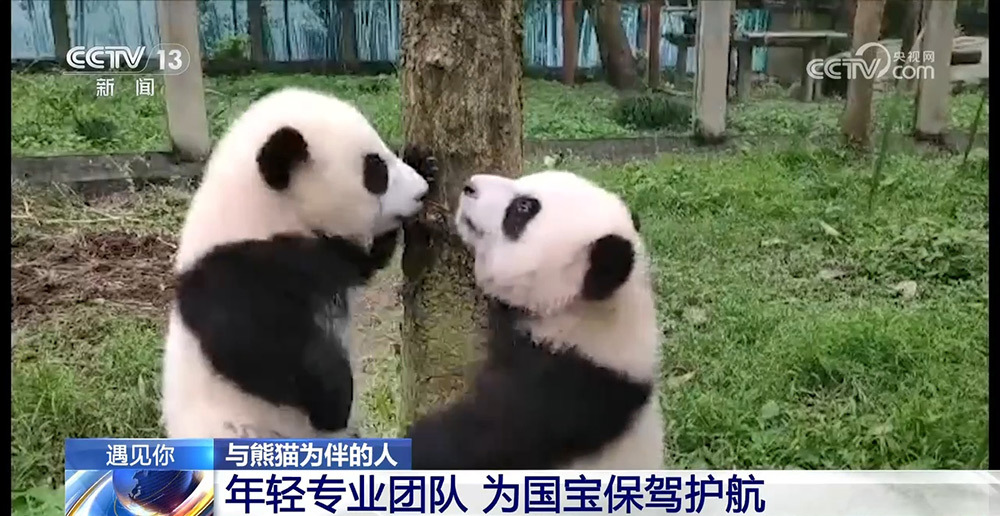 与熊猫为伴的人 张乃成：熊猫馆长的熊猫缘