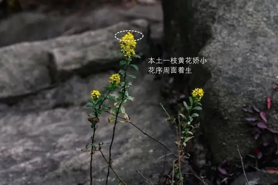 又双叒叕见“霸王花”!这家伙怎么除不尽灭不绝呢? 又双叒叕见“霸王花”!这家伙怎么除不尽灭不绝呢?