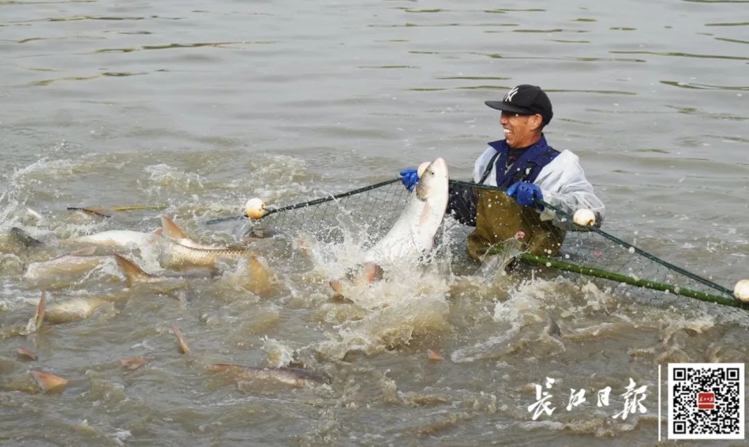 武汉一高校，请全校吃鱼！现场看得直流口水