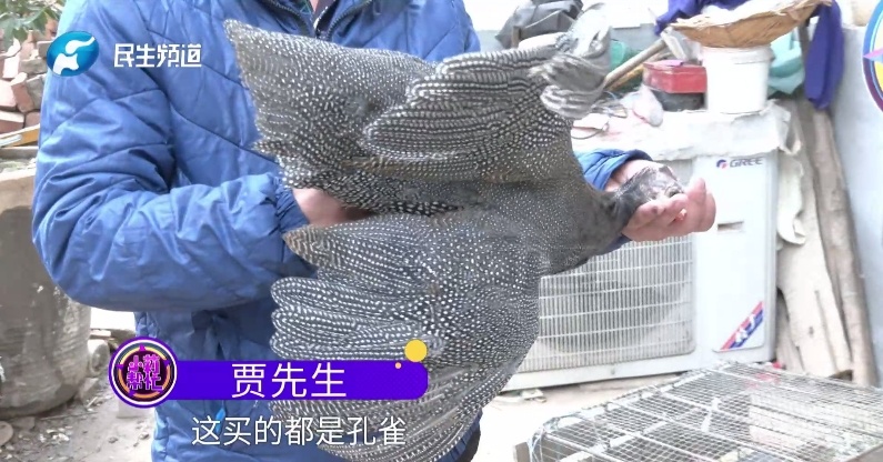 离谱！男子网购“七彩孔雀”，结果养着养着......