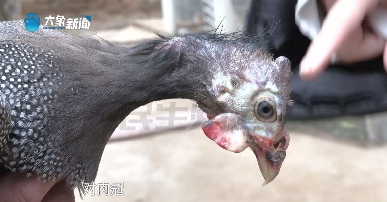 离谱！男子网购“七彩孔雀”，结果养着养着......