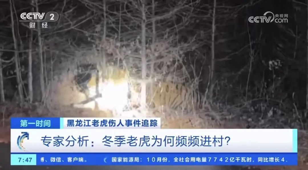 有人凑热闹要找老虎?专家:小心,它还没走远! 有人凑热闹要找老虎?专家:小心,它还没走远!