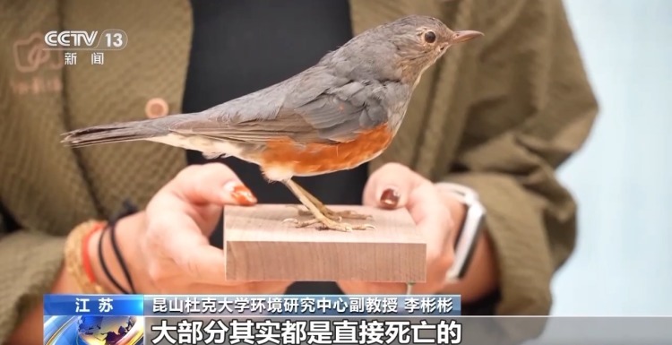 城市玻璃幕墙居然成了“鸟类杀手”? 城市玻璃幕墙居然成了“鸟类杀手”?